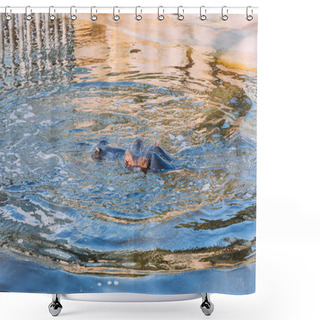 Personality  Hippo Swimming In Pond In Zoological Park, Barcelona, Spain Shower Curtains