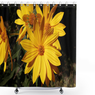 Personality  Growing Yellow Helianthus Tuberosus Flower Head Against Its Natural Foliage Background, Also Known As: Jerusalem Artichoke, Sunchoke, Earth Apple And Topinambour. Food Source. Shower Curtains