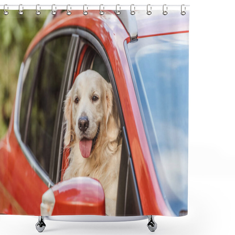 Personality  Beautiful Golden Retriever Dog Sitting In Red Car And Looking At Camera Through Window Shower Curtains