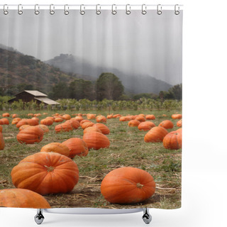Personality  Pumpkin Patch Vertical Shower Curtains