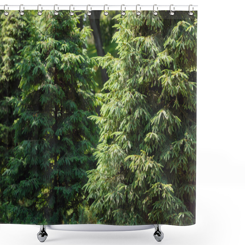 Personality  selective focus of pine trees in forest  shower curtains