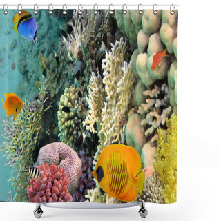 Personality  Photo Of A Coral Colony, Red Sea, Egypt Shower Curtains