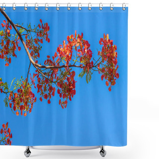 Personality  Royal Poinciana, Flamboyant, Flame Tree In The Blue Sky Shower Curtains