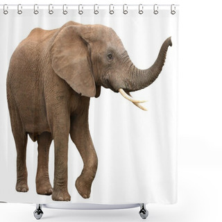 Personality  African Elephant Isolated On White Shower Curtains