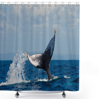 Personality  Humpback Whale Tail. Shower Curtains