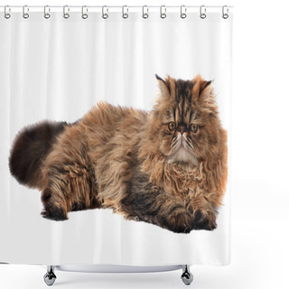 Personality  Persian Cat Isolated On White Background Shower Curtains