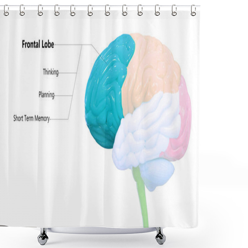 Personality  Central Organ Of Human Nervous System Brain Lobes With Detailed Labels Anatomy. 3D Shower Curtains