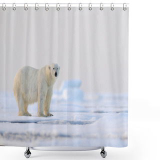 Personality  Polar Bear On Drift Ice Edge With Snow And Water In Svalbard Sea. White Big Animal In The Nature Habitat, Europe. Wildlife Scene From Nature. Dangerous Bear Walking On The Ice. Shower Curtains