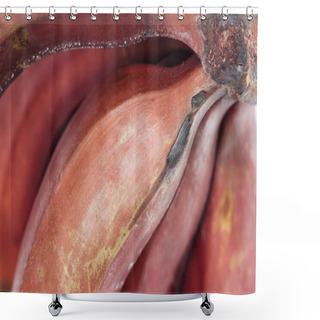 Personality  Close Up View Of Ripe Exotic Tasty Red Bananas Shower Curtains