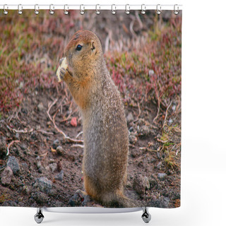Personality  Evrazhka On Kamchatka. Rodent, American Long Tail Gopher, Sunny Day Shower Curtains