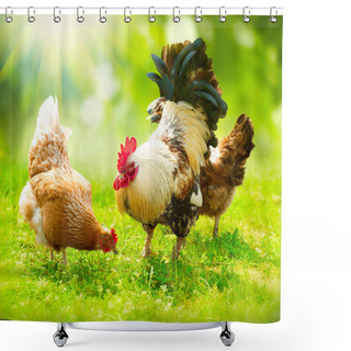 Personality  Rooster And Chickens. Free Range Cock And Hens Shower Curtains