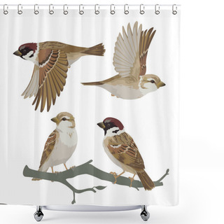 Personality  Set Of Realistic Sparrows Flying And Sitting On Branch. Vector Illustration Of Little Birds Sparrows In Hand Drawn Realistic Style Isolated On White Background. Element For Your Design, Print. Shower Curtains