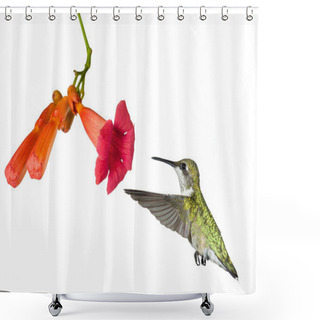 Personality  Hummingbird And The Flower Of A Trumpet Vine Shower Curtains
