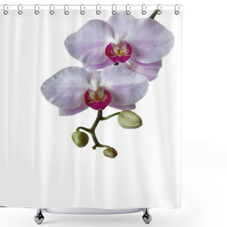Personality  Violet Orchid Shower Curtains