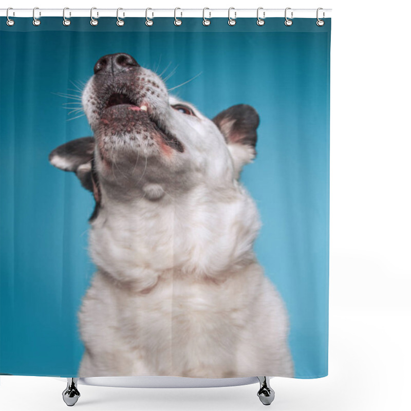 Personality  Cute Border Collie Mix Cattle Dog On An Isolated Background Stud Shower Curtains