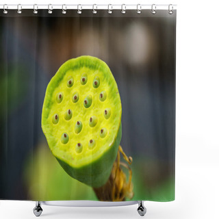 Personality  Lotus Pod - Close Up Of A Pod Of Lotus Flower.Close Up Of A Multi Colored Lotus Seed Pod With Seeds. Shower Curtains