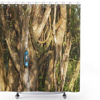 Personality  The Centuries Old Tree In Rainforests. Shower Curtains