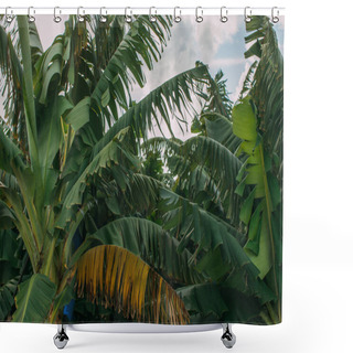 Personality  Green And Fresh Palm Tree Leaves Against Sky Shower Curtains