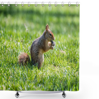Personality  Squirrel Sit On Green Grass. Squirrel In Nature. Shower Curtains