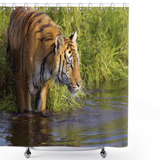 Personality  Tiger Standing In Water Shower Curtains