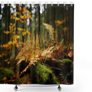 Personality  Autumn Fern Leaves In The Forest Shower Curtains
