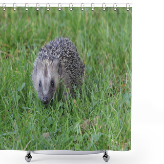 Personality  Hedgehog (Erinaceus Europaeus) Shower Curtains