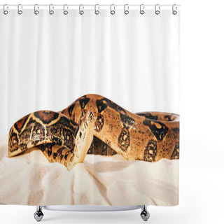Personality  Selective Focus Of Twisted Python On Sand On White Background Shower Curtains