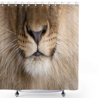 Personality  Close-up Of Lion's Nose And Whiskers, Panthera Leo, 9 Months Old Shower Curtains