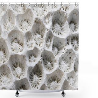 Personality  White Coral Texture Macro Photo. Dry Sea Coral Structure Closeup. Abstract Macro Background. Marine Coral Surface With Structure Elements For Water Filtration. Biological Texture Of Natural Sea Coral Shower Curtains