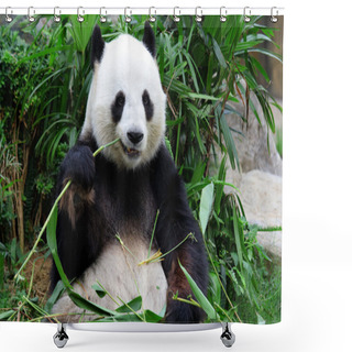 Personality  Giant Panda Bear Eating Bamboo Shower Curtains