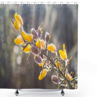 Personality  Gorse (Ulex Europaeus) In Bloom With Autumn Evening Light Shower Curtains