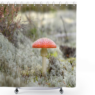 Personality  Fly Agaric Mushroom Shower Curtains