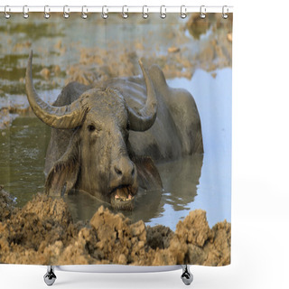 Personality  Water Buffalo Are Bathing In A Lake Shower Curtains