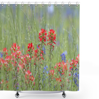 Personality  Indian Paintbrush Flowers Close Up With Green Background And Some Bluebonnets. Shower Curtains
