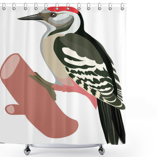 Personality  Woodpecker Bird Drawn Shower Curtains