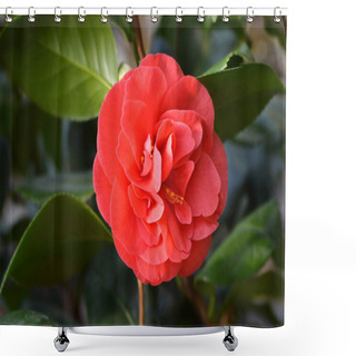 Personality  Camellia Flower Shower Curtains