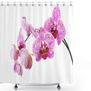Personality  Flowers Of Lilac Orchid Isolated On White Shower Curtains