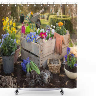 Personality  Spring: Gardening In Autumn With Flowers Of Primula, Hyacinth An Shower Curtains