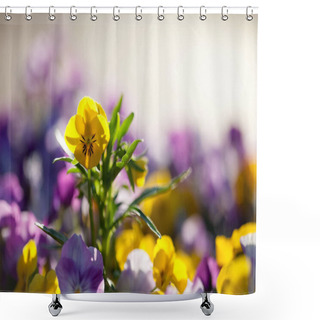 Personality  Pansies With Purple And Yellow Shades Shower Curtains