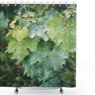 Personality  Close Up Of Vine Leaves With White Dots In Vineyard In Georgia Shower Curtains