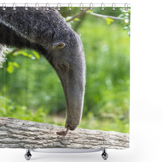 Personality  Giant Anteater, Animal Eating Ants In A Tree Trunk Shower Curtains