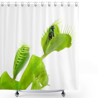 Personality  Carnivorous Plant. Flytrap Shower Curtains