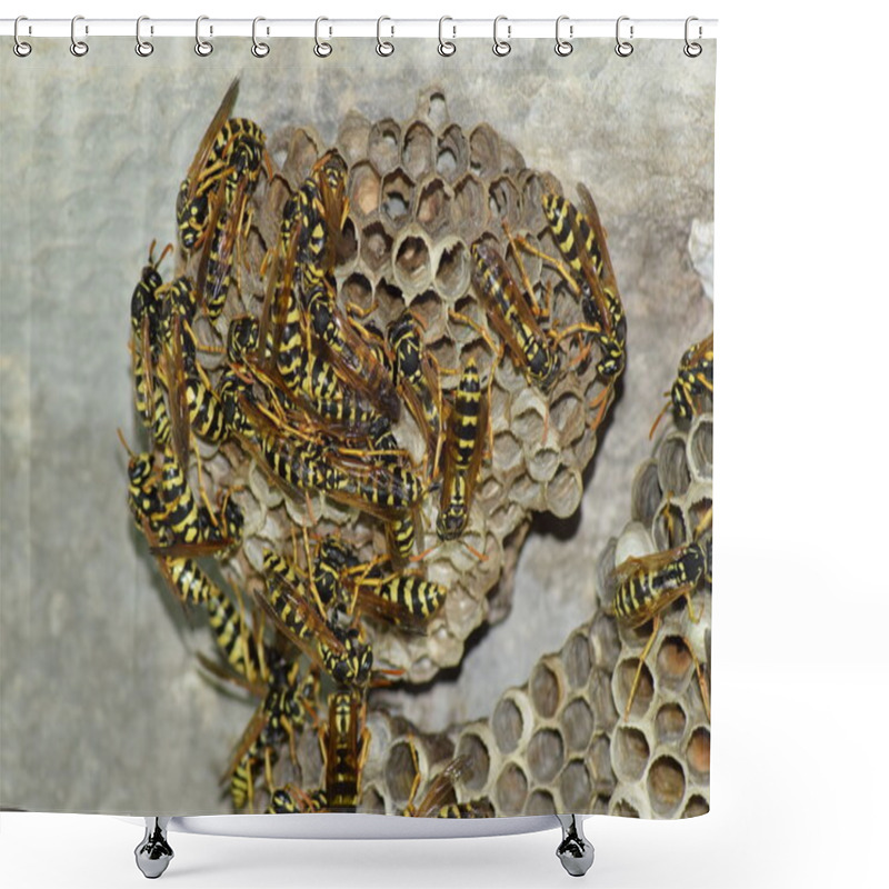 Personality  Wasp Nest With Wasps Sitting On It. Wasps Polist. The Nest Of A Family Of Wasps Which Is Taken A Close-up Shower Curtains
