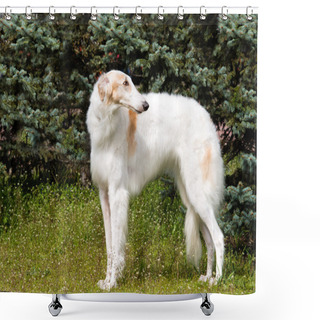 Personality  Borzoi Russian Looks Back. Shower Curtains