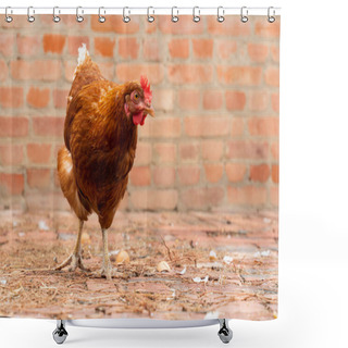 Personality  Red Chicken Walking In The Yard. Birds On Farm.agriculture And Livestock Shower Curtains