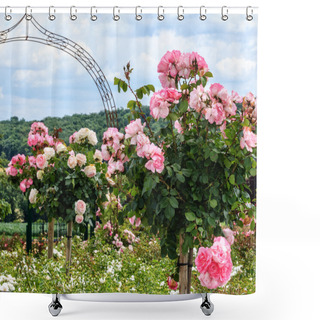 Personality  A Row Of Pink Standard Roses In A Garden Shower Curtains