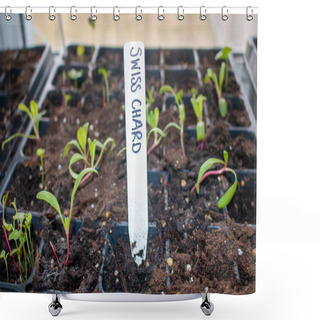 Personality  Fresh Young Green, Yellow And Red Chard Vegetable Seedlings Having Just Germinated In Soil Slowly Rise Above The Soil With A Very Shallow Depth Of Field. Shower Curtains