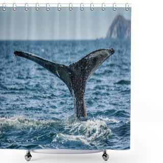 Personality  Tail Of Humpback Whale Shower Curtains