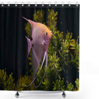 Personality  Angelfish Freshwater Aquarium Fish Shower Curtains