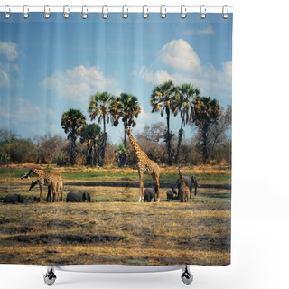 Personality  Group Of Giraffes In Tanzania Shower Curtains